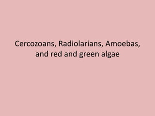 Cercozoans, Radiolarians, Amoebas, and red and green algae 