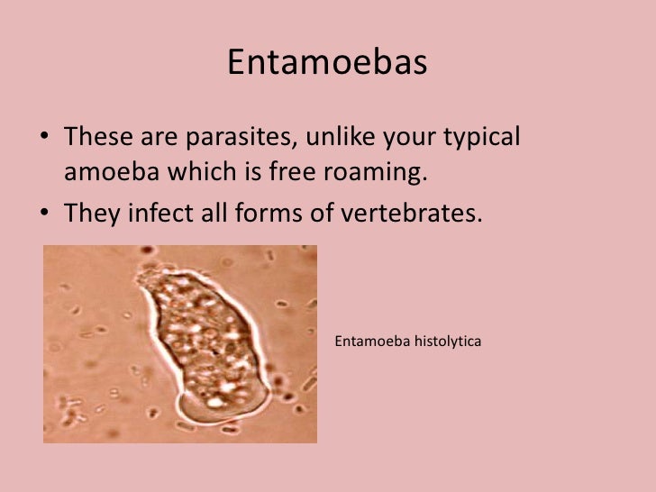 Cercozoans, Radiolaria...