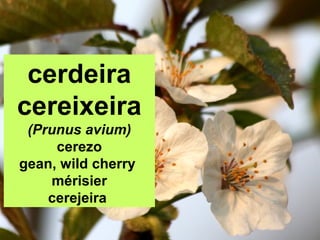 cerdeira
cereixeira
(Prunus avium)
cerezo
gean, wild cherry
mérisier
cerejeira
 
