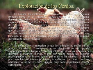 Explotación de los Cerdos. En España, las explotaciones extensivas de cerdos se concentran principalmente en el sudoeste, concretamente en el ecosistema denominado Dehesa. Los cerdos explotados en ganadería extensiva suponen solamente el 8% del total. En estas granjas, los cerdos gozan de mayor libertad de movimiento, salvo en ciertos periodos. Por ejemplo, en el parto las madres son metidas en cubículos; y siempre que el ganadero considere necesario acelerar el engorde, los cerdos son confinados en cercados. Cuando el animal alcanza el peso esperado, es enviado al matadero, poniendo fin a su vida e ignorando que deseaba seguir viviendo.  La gente tiene la impresión de que los animales no sufren en las granjas extensivas o “ecológicas”, y por ello justifican este tipo de explotación. Sin embargo, el principal interés de todos los animales es disfrutar la vida en libertad, y por eso resulta paradójico mostrar preocupación por el interés del animal en no sufrir mientras se olvida por completo su interés principal. Además, no es cierto que los animales no sufran en estos lugares, pues toda explotación genera sufrimiento. 