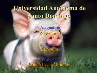 Universidad Autónoma de Santo Domingo  Asignatura Zootecnia I Tema El Cerdo   Profesor  Rubén Isaac Almonte   