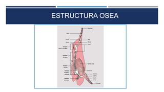 ESTRUCTURA OSEA
 