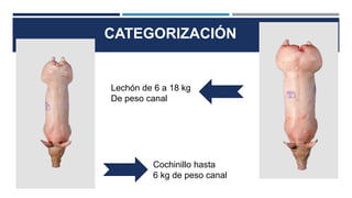 CATEGORIZACIÓN
Cochinillo hasta
6 kg de peso canal
Lechón de 6 a 18 kg
De peso canal
 