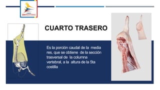 CUARTO TRASERO
Es la porción caudal de la media
res, que se obtiene de la sección
trasversal de la columna
vertebral, a la altura de la 5ta
costilla
 