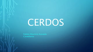 CERDOS
Fabián Mauricio Acevedo
Castellanos
 