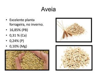 Aveia
• Excelente planta
forrageira, no inverno.
• 16,85% (PB)
• 0,31 % (Ca)
• 0,24% (P)
• 0,10% (Mg)
 