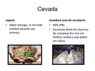 Cevada
Lúpulo
• Sabor amargo, se tornado
evitável perante aos
animais.
Levedura seca de cervejaria
• 40% (PB).
• Excelente fonte de vitamina
do complexo B e rico em
fósforo, embora seja pobre
em cálcio.
 
