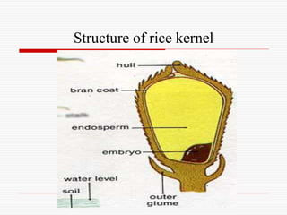 Structure of rice kernel
 