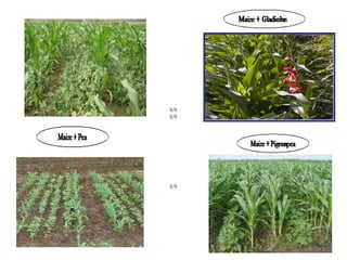 Cereal based cropping system in india Slide 15