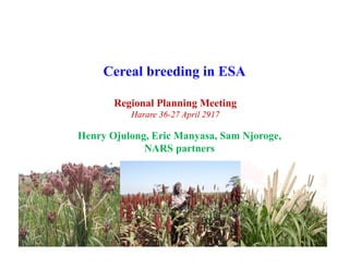 Cereal breeding in ESA
Henry Ojulong, Eric Manyasa, Sam Njoroge,
NARS partners
Regional Planning Meeting
Harare 36-27 April 2917
 
