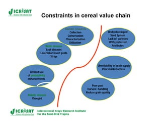 Cereal breeding in ESA- Henry Ojulong, Eric Manyasa, Sam Njoroge, NARS partners