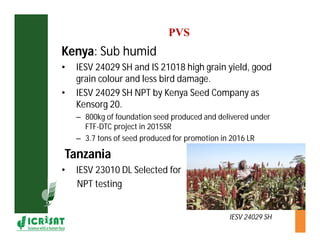 Cereal breeding in ESA- Henry Ojulong, Eric Manyasa, Sam Njoroge, NARS partners