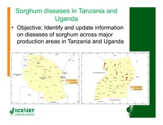 Cereal breeding in ESA- Henry Ojulong, Eric Manyasa, Sam Njoroge, NARS partners