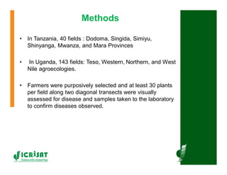 Cereal breeding in ESA- Henry Ojulong, Eric Manyasa, Sam Njoroge, NARS partners