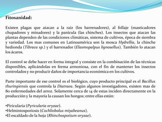 Fitosanidad:

Existen plagas que atacan a la raíz (los barrenadores), al follaje (masticadores
chupadores y minadores) y la panícula (las chinches). Los insectos que atacan las
plantas dependen de las condiciones climáticas, sistema de cultivos, época de siembra
y variedad. Los mas comunes en Latinoamérica son la mosca Hydrellia, la chinche
hedionda (Tibraca sp.) y el barrenador (Elasmopalpus lignosellus). También lo atacan
los ácaros.

El control se debe hacer en forma integral y consiste en la combinación de las técnicas
disponibles, aplicándolas en forma armoniosa, con el fin de mantener los insectos
controlados y no producir daños de importancia económica en los cultivos.

Parte importante de ese control es el biológico, cuyo producto principal es el Bacillus
thuringiensis que controla la Diatraea. Según algunos investigadores, existen mas de
80 enfermedades del arroz. Solamente cerca de 14 de estas inciden directamente en la
producción y la mayoría la causan los hongos; entre ellas están:

•Piricularia (Pyricularia oryzae).
•Helmintosporiosis (Cochliobolus miyabeanus).
•El escaldado de la hoja (Rhinchospotium oryzae).
 