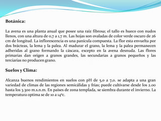 Botánica:

La avena es una planta anual que posee una raíz fibrosa; el tallo es hueco con nudos
llenos, con una altura de 0,7 a 1,7 m. Las hojas son ovaladas de color verde oscuro de 26
cm de longitud. La inflorescencia es una panícula compuesta. La flor esta envuelta por
dos brácteas, la lema y la palea. Al madurar el grano, la lema y la palea permanecen
adheridas al grano formando la cáscara, excepto en la avena desnuda. Las flores
primarias dan origen a granos grandes, las secundarias a granos pequeños y las
terciarias no producen grano.

Suelos y Clima:

Alcanza buenos rendimientos en suelos con pH de 5,0 a 7,0. se adapta a una gran
variedad de climas de las regiones semicálidas y frías; puede cultivarse desde los 2.00
hasta los 3.300 m.s.n.m. En países de zona templada, se siembra durante el invierno. La
temperatura optima se de 10 a 14ºc.
 