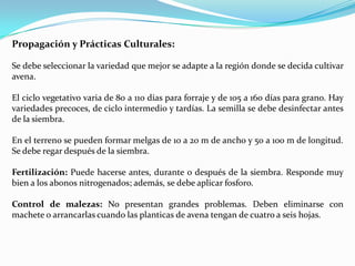 Propagación y Prácticas Culturales:

Se debe seleccionar la variedad que mejor se adapte a la región donde se decida cultivar
avena.

El ciclo vegetativo varia de 80 a 110 días para forraje y de 105 a 160 días para grano. Hay
variedades precoces, de ciclo intermedio y tardías. La semilla se debe desinfectar antes
de la siembra.

En el terreno se pueden formar melgas de 10 a 20 m de ancho y 50 a 100 m de longitud.
Se debe regar después de la siembra.

Fertilización: Puede hacerse antes, durante o después de la siembra. Responde muy
bien a los abonos nitrogenados; además, se debe aplicar fosforo.

Control de malezas: No presentan grandes problemas. Deben eliminarse con
machete o arrancarlas cuando las planticas de avena tengan de cuatro a seis hojas.
 