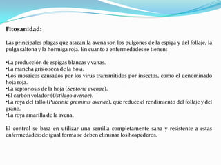Fitosanidad:

Las principales plagas que atacan la avena son los pulgones de la espiga y del follaje, la
pulga saltona y la hormiga roja. En cuanto a enfermedades se tienen:

•La producción de espigas blancas y vanas.
•La mancha gris o seca de la hoja.
•Los mosaicos causados por los virus transmitidos por insectos, como el denominado
hoja roja.
•La septoriosis de la hoja (Septoria avenae).
•El carbón volador (Ustilago avenae).
•La roya del tallo (Puccinia graminis avenae), que reduce el rendimiento del follaje y del
grano.
•La roya amarilla de la avena.

El control se basa en utilizar una semilla completamente sana y resistente a estas
enfermedades; de igual forma se deben eliminar los hospederos.
 