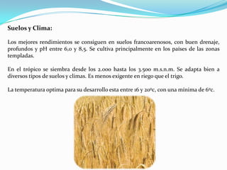 Suelos y Clima:

Los mejores rendimientos se consiguen en suelos francoarenosos, con buen drenaje,
profundos y pH entre 6,0 y 8,5. Se cultiva principalmente en los países de las zonas
templadas.

En el trópico se siembra desde los 2.000 hasta los 3.500 m.s.n.m. Se adapta bien a
diversos tipos de suelos y climas. Es menos exigente en riego que el trigo.

La temperatura optima para su desarrollo esta entre 16 y 20ºc, con una mínima de 6ºc.
 