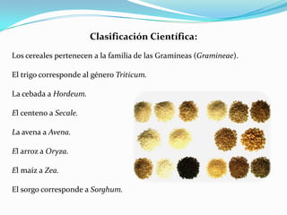 Clasificación Científica:
Los cereales pertenecen a la familia de las Gramíneas (Gramineae).

El trigo corresponde al género Triticum.

La cebada a Hordeum.

El centeno a Secale.

La avena a Avena.

El arroz a Oryza.

El maíz a Zea.

El sorgo corresponde a Sorghum.
 