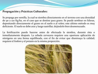 Propagación y Prácticas Culturales:

Se propaga por semilla, la cual se siembra directamente en el terreno con una densidad
de 90 a 120 Kg/ha, en el caso que se destine para grano. Se puede sembrar en hileras,
depositando directamente el grano en el suelo o al voleo; este ultimo método es muy
deficiente. El suelo se debe arar y luego rastrillar, dejándolo bien desmenuzado.

La fertilización puede hacerse antes de efectuada la siembra, durante ésta o
inmediatamente después. La cebada cervecera requiere una oportuna aplicación de
nitrógeno en una forma equilibrada, con el fin de evitar que disminuya la calidad;
requiere el fosforo y el potasio en la misma proporción.
 