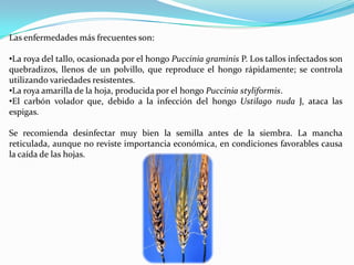 Las enfermedades más frecuentes son:

•La roya del tallo, ocasionada por el hongo Puccinia graminis P. Los tallos infectados son
quebradizos, llenos de un polvillo, que reproduce el hongo rápidamente; se controla
utilizando variedades resistentes.
•La roya amarilla de la hoja, producida por el hongo Puccinia styliformis.
•El carbón volador que, debido a la infección del hongo Ustilago nuda J, ataca las
espigas.

Se recomienda desinfectar muy bien la semilla antes de la siembra. La mancha
reticulada, aunque no reviste importancia económica, en condiciones favorables causa
la caída de las hojas.
 