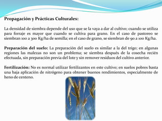 Propagación y Prácticas Culturales:

La densidad de siembra depende del uso que se la vaya a dar al cultivo; cuando se utiliza
para forraje es mayor que cuando se cultiva para grano. En el caso de pastoreo se
siembran 100 a 300 Kg/ha de semilla; en el caso de grano, se siembran de 90 a 100 Kg/ha.

Preparación del suelo: La preparación del suelo es similar a la del trigo; en algunas
regiones las malezas no son un problema; se siembra después de la cosecha recién
efectuada, sin preparación previa del lote y sin remover residuos del cultivo anterior.

Fertilización: No es normal utilizar fertilizantes en este cultivo; en suelos pobres basta
una baja aplicación de nitrógeno para obtener buenos rendimientos, especialmente de
heno de centeno.
 
