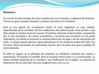 Botánica:

Es uno de los tres cereales de mayor producción en el mundo y originario de América.
Tienen un gran consumo humano y animal, así como en la industria.

Esta es una planta de crecimiento anual: el ciclo vegetativo es muy amplio,
dependiendo de la variedad y de las condiciones del cultivo puede variar de 800 a 200
días, desde la siembra hasta la cosecha. El sistema radicular es fasciculado, constituido
por la raíz principal y las raíces secundarias y terciarias que terminan en los pelos
radiculares, en donde se presenta la máxima absorción de agua y de los nutrientes del
suelo. La planta puede generar raíces adventicias en los primeros nudos del tallo. Por
no tener raíces pivotantes no profundiza mucho, pero si posee una gran cantidad de
raíces laterales.

El tallo se origina en la plúmula del embrión; es cilíndrico, formado por nudos y
entrenudos. El numero es variable, pero la mayoría tienen entre 12 y 15 entrenudos. La
altura también depende de la variedad y las condiciones de la región. La mayoría de
plantas son de un solo tallo con una longitud entre 0,8 y 3,5 m.
 