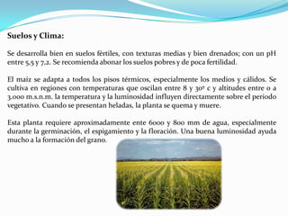 Suelos y Clima:

Se desarrolla bien en suelos fértiles, con texturas medias y bien drenados; con un pH
entre 5,5 y 7,2. Se recomienda abonar los suelos pobres y de poca fertilidad.

El maíz se adapta a todos los pisos térmicos, especialmente los medios y cálidos. Se
cultiva en regiones con temperaturas que oscilan entre 8 y 30º c y altitudes entre 0 a
3.000 m.s.n.m. la temperatura y la luminosidad influyen directamente sobre el periodo
vegetativo. Cuando se presentan heladas, la planta se quema y muere.

Esta planta requiere aproximadamente ente 6000 y 800 mm de agua, especialmente
durante la germinación, el espigamiento y la floración. Una buena luminosidad ayuda
mucho a la formación del grano.
 