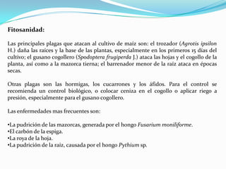 Fitosanidad:

Las principales plagas que atacan al cultivo de maíz son: el trozador (Agrotis ipsilon
H.) daña las raíces y la base de las plantas, especialmente en los primeros 15 días del
cultivo; el gusano cogollero (Spodoptera frugiperda J.) ataca las hojas y el cogollo de la
planta, así como a la mazorca tierna; el barrenador menor de la raíz ataca en épocas
secas.

Otras plagas son las hormigas, los cucarrones y los áfidos. Para el control se
recomienda un control biológico, o colocar ceniza en el cogollo o aplicar riego a
presión, especialmente para el gusano cogollero.

Las enfermedades mas frecuentes son:

•La pudrición de las mazorcas, generada por el hongo Fusarium moniliforme.
•El carbón de la espiga.
•La roya de la hoja.
•La pudrición de la raíz, causada por el hongo Pythium sp.
 