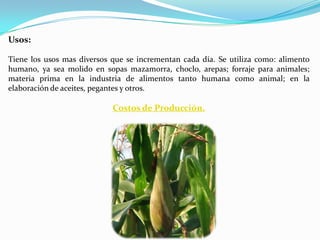 Usos:

Tiene los usos mas diversos que se incrementan cada día. Se utiliza como: alimento
humano, ya sea molido en sopas mazamorra, choclo, arepas; forraje para animales;
materia prima en la industria de alimentos tanto humana como animal; en la
elaboración de aceites, pegantes y otros.

                            Costos de Producción.
 