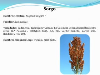Sorgo
Nombre científico: Sorghum vulgare P.

Familia: Graminaceae.

Variedades: Sudanense, Technicum y Almun. En Colombia se han desarrollado entre
otras: ICA–Nataima-1, PIONEER 8225, ISIS 730, Caribe húmedo, Caribe seco,
Rendidor y HW-1758.

Nombres comunes: Sorgo, triguillo, maíz millo.
 