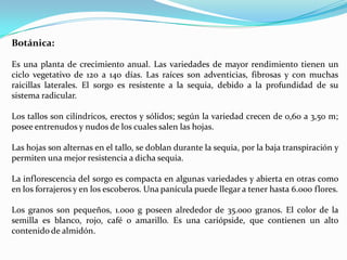 Botánica:

Es una planta de crecimiento anual. Las variedades de mayor rendimiento tienen un
ciclo vegetativo de 120 a 140 días. Las raíces son adventicias, fibrosas y con muchas
raicillas laterales. El sorgo es resistente a la sequia, debido a la profundidad de su
sistema radicular.

Los tallos son cilíndricos, erectos y sólidos; según la variedad crecen de 0,60 a 3,50 m;
posee entrenudos y nudos de los cuales salen las hojas.

Las hojas son alternas en el tallo, se doblan durante la sequia, por la baja transpiración y
permiten una mejor resistencia a dicha sequia.

La inflorescencia del sorgo es compacta en algunas variedades y abierta en otras como
en los forrajeros y en los escoberos. Una panícula puede llegar a tener hasta 6.000 flores.

Los granos son pequeños, 1.000 g poseen alrededor de 35.000 granos. El color de la
semilla es blanco, rojo, café o amarillo. Es una cariópside, que contienen un alto
contenido de almidón.
 