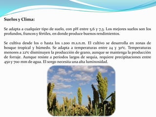 Suelos y Clima:

Se adapta a cualquier tipo de suelo, con pH entre 5,6 y 7,3. Los mejores suelos son los
profundos, francos y fértiles, en donde produce buenos rendimientos.

Se cultiva desde los 0 hasta los 1.200 m.s.n.m. El cultivo se desarrolla en zonas de
bosque tropical y húmedo. Se adapta a temperaturas entre 24 y 30ºc. Temperaturas
menores a 22ºc disminuyen la producción de grano, aunque se mantenga la producción
de forraje. Aunque resiste a periodos largos de sequia, requiere precipitaciones entre
450 y 700 mm de agua. El sorgo necesita una alta luminosidad.
 