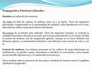 Propagación y Prácticas Culturales:

Siembra: se realiza de dos maneras:

•Al voleo: Es fácil de realizar. Se utilizan entre 25 y 35 Kg/ha. Tiene las siguientes
desventajas: irregularidad en la profundidad de siembra; mala distribución en el lote;
dificultad de utilizar maquinaria dentro del plantío.

•En surcos: Es el sistema más utilizado. Tiene las siguientes ventajas: se controla la
cantidad de semilla colocada en el suelo, por su buena distribución en el mismo; facilita
el control de malezas; uso de maquinaria agrícola. Aunque no se tiene definida una
distancia optima, se recomienda sembrarlo a una distancia entre surcos de 0,60 a 0,70
m.

Control de malezas: Las malezas presentes en los cultivos de sorgo disminuyen su
rendimiento y le pueden causar volcamiento o interferir su crecimiento, como sucede
con la batatilla (Ipomoea sp.) y el meloncillo (Cucumis sp.)

Otras inciden sobre la presencia de una mayor cantidad de insectos como el cogollero
(Spodoptera frugiperda).
 