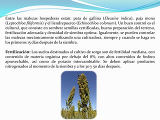 Entre las malezas hospederas están: pata de gallina (Eleusine indica), paja mona
(Leptochloa filiformis) y el liendrepuerco (Echinochloa colonum). Un buen control es el
cultural, que consiste en sembrar semillas certificadas, buena preparación del terreno,
fertilización adecuada y densidad de siembra optima. Igualmente, se pueden controlar
las malezas mecánicamente utilizando una cultivadora, siempre y cuando se haga en
los primeros 15 días después de la siembra.

Fertilización: Los suelos destinados al cultivo de sorgo son de fertilidad mediana, con
contenido de materia orgánica por debajo del 8%, con altos contenidos de fosforo
aprovechable, así como de potasio intercambiable. Se deben aplicar productos
nitrogenados al momento de la siembra y a los 30 y 50 días después.
 