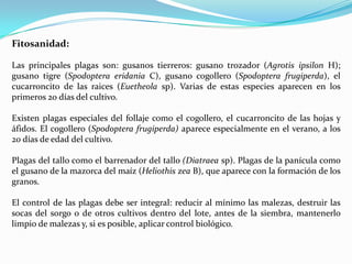 Fitosanidad:

Las principales plagas son: gusanos tierreros: gusano trozador (Agrotis ipsilon H);
gusano tigre (Spodoptera eridania C), gusano cogollero (Spodoptera frugiperda), el
cucarroncito de las raices (Euetheola sp). Varias de estas especies aparecen en los
primeros 20 días del cultivo.

Existen plagas especiales del follaje como el cogollero, el cucarroncito de las hojas y
áfidos. El cogollero (Spodoptera frugiperda) aparece especialmente en el verano, a los
20 días de edad del cultivo.

Plagas del tallo como el barrenador del tallo (Diatraea sp). Plagas de la panícula como
el gusano de la mazorca del maíz (Heliothis zea B), que aparece con la formación de los
granos.

El control de las plagas debe ser integral: reducir al mínimo las malezas, destruir las
socas del sorgo o de otros cultivos dentro del lote, antes de la siembra, mantenerlo
limpio de malezas y, si es posible, aplicar control biológico.
 