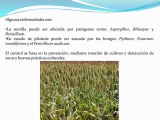 Algunas enfermedades son:

•La semilla puede ser afectada por patógenos como: Aspergillus, Rhizopus y
Penicillium.
•En estado de plántula puede ser atacado por los hongos: Pythium, Fusarium
moniliforme y el Penicillium oxalicum.

El control se basa en la prevención, mediante rotación de cultivos y destrucción de
socas y buenas prácticas culturales.
 