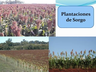 Plantaciones
  de Sorgo
 