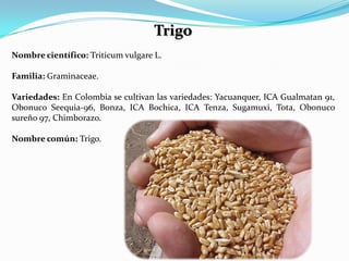 Trigo
Nombre científico: Triticum vulgare L.

Familia: Graminaceae.

Variedades: En Colombia se cultivan las variedades: Yacuanquer, ICA Gualmatan 91,
Obonuco Seequia-96, Bonza, ICA Bochica, ICA Tenza, Sugamuxi, Tota, Obonuco
sureño 97, Chimborazo.

Nombre común: Trigo.
 