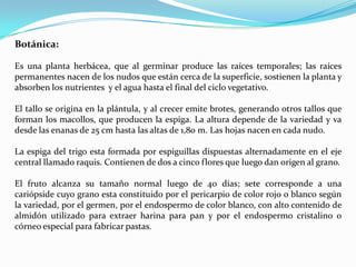 Botánica:

Es una planta herbácea, que al germinar produce las raíces temporales; las raíces
permanentes nacen de los nudos que están cerca de la superficie, sostienen la planta y
absorben los nutrientes y el agua hasta el final del ciclo vegetativo.

El tallo se origina en la plántula, y al crecer emite brotes, generando otros tallos que
forman los macollos, que producen la espiga. La altura depende de la variedad y va
desde las enanas de 25 cm hasta las altas de 1,80 m. Las hojas nacen en cada nudo.

La espiga del trigo esta formada por espiguillas dispuestas alternadamente en el eje
central llamado raquis. Contienen de dos a cinco flores que luego dan origen al grano.

El fruto alcanza su tamaño normal luego de 40 días; sete corresponde a una
cariópside cuyo grano esta constituido por el pericarpio de color rojo o blanco según
la variedad, por el germen, por el endospermo de color blanco, con alto contenido de
almidón utilizado para extraer harina para pan y por el endospermo cristalino o
córneo especial para fabricar pastas.
 