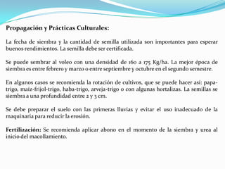 Propagación y Prácticas Culturales:

La fecha de siembra y la cantidad de semilla utilizada son importantes para esperar
buenos rendimientos. La semilla debe ser certificada.

Se puede sembrar al voleo con una densidad de 160 a 175 Kg/ha. La mejor época de
siembra es entre febrero y marzo o entre septiembre y octubre en el segundo semestre.

En algunos casos se recomienda la rotación de cultivos, que se puede hacer así: papa-
trigo, maíz-frijol-trigo, haba-trigo, arveja-trigo o con algunas hortalizas. La semillas se
siembra a una profundidad entre 2 y 3 cm.

Se debe preparar el suelo con las primeras lluvias y evitar el uso inadecuado de la
maquinaria para reducir la erosión.

Fertilización: Se recomienda aplicar abono en el momento de la siembra y urea al
inicio del macollamiento.
 