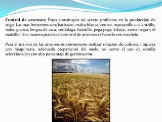 Control de arvenses: Éstas constituyen un severo problema en la producción de
trigo. Las mas frecuentes son: barbasco, malva blanca, cenizo, manzanillo o cilantrillo,
nabo, guasca, lengua de vaca, verdolaga, batatilla, pega pega, kikuyo, avena negra y el
maicillo. Una manera practica de control de arvenses es hacerlo con machete.

Para el manejo de las arvenses es conveniente realizar rotación de cultivos, limpieza
con maquinaria, adecuada preparación del suelo, así como el uso de semilla
seleccionada y con alto porcentaje de germinación.
 