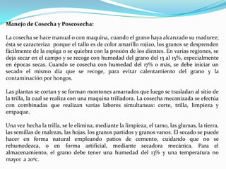 Manejo de Cosecha y Poscosecha:

La cosecha se hace manual o con maquina, cuando el grano haya alcanzado su madurez;
ésta se caracteriza porque el tallo es de color amarillo rojizo, los granos se desprenden
fácilmente de la espiga o se quiebra con la presión de los dientes. En varias regiones, se
deja secar en el campo y se recoge con humedad del grano del 13 al 15%, especialmente
en épocas secas. Cuando se cosecha con humedad del 17% o más, se debe iniciar un
secado el mismo día que se recoge, para evitar calentamiento del grano y la
contaminación por hongos.

Las plantas se cortan y se forman montones amarrados que luego se trasladan al sitio de
la trilla, la cual se realiza con una maquina trilladora. La cosecha mecanizada se efectúa
con combinadas que realizan varias labores simultaneas: corte, trilla, limpieza y
empaque.

Una vez hecha la trilla, se le elimina, mediante la limpieza, el tamo, las glumas, la tierra,
las semillas de malezas, las hojas, los granos partidos y granos vanos. El secado se puede
hacer en forma natural empleando patios de cemento, cuidando que no se
rehumedezca, o en forma artificial, mediante secadora mecánica. Para el
almacenamiento, el grano debe tener una humedad del 13% y una temperatura no
mayor a 20ºc.
 