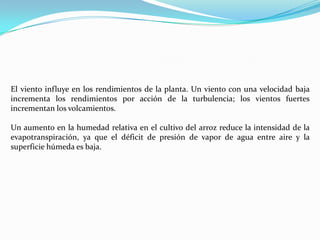 El viento influye en los rendimientos de la planta. Un viento con una velocidad baja
incrementa los rendimientos por acción de la turbulencia; los vientos fuertes
incrementan los volcamientos.

Un aumento en la humedad relativa en el cultivo del arroz reduce la intensidad de la
evapotranspiración, ya que el déficit de presión de vapor de agua entre aire y la
superficie húmeda es baja.
 