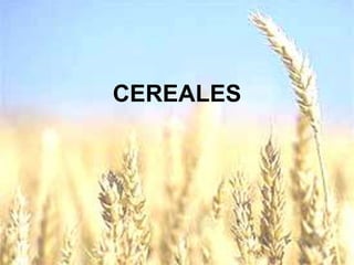 CEREALES

 