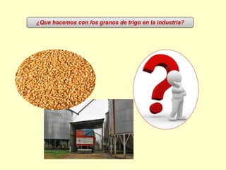 ¿Que hacemos con los granos de trigo en la industria?
 