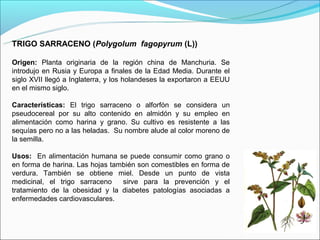 TRIGO SARRACENO (Polygolum fagopyrum (L))

Origen: Planta originaria de la región china de Manchuria. Se
introdujo en Rusia y Europa a finales de la Edad Media. Durante el
siglo XVII llegó a Inglaterra, y los holandeses la exportaron a EEUU
en el mismo siglo.

Características: El trigo sarraceno o alforfón se considera un
pseudocereal por su alto contenido en almidón y su empleo en
alimentación como harina y grano. Su cultivo es resistente a las
sequías pero no a las heladas. Su nombre alude al color moreno de
la semilla.

Usos: En alimentación humana se puede consumir como grano o
en forma de harina. Las hojas también son comestibles en forma de
verdura. También se obtiene miel. Desde un punto de vista
medicinal, el trigo sarraceno    sirve para la prevención y el
tratamiento de la obesidad y la diabetes patologías asociadas a
enfermedades cardiovasculares.
 