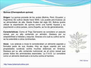 Quinoa (Chenopodium quinoa)

Origen: La quinoa procede de los andes (Bolivia, Perú, Ecuador, y
Argentina) Se cultiva desde hace 5000. Los pueblo pre-incaicos ya
se alimentaban de ella. Desde finales del siglo XX, Bolivia quiere
utilizar la exportación de quinoa como una fuente riqueza y su
exportación a otros países, como España, se ha ido generalizando.

Características: Como el Trigo Sarraceno se considera un pseudo
cereal, por su alto contenido en almidón. Destaca por su
adaptabilidad a heladas y sequías. Gracias a lo cual su cultivo se ha
se ha extendido a otros continentes.

Usos: Los aztecas e incas lo consideraban un alimento sagrado y
formaba parte de sus rituales. Hoy se sigue usando por sus
propiedades curativas contra muchas dolencias en America.
Destaca por su alto contenido nutricional, es el único cereal que
posee todos los aminoácidos esenciales. La F.A.O. Lo considera
como un alimento destinado a la lucha contra el hambre.

                                                                        FAO. Quinoa

http://www.botanical-online.com
 
