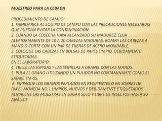 MUESTREO PARA LA CEBADA

PROCEDIMIENTO DE CAMPO:
1. FAMILIARICE AL EQUIPO DE CAMPO CON LAS PRECAUCIONES NECESARIAS
QUE PUEDAN EVITAR LA CONTAMINACIÓN.
2. CUANDO LA COSECHA HAYA ALCANZADO SU MADUREZ, ELIJA
ALEATORIAMENTE DE 10 A 20 CABEZAS MADURAS. ROMPA LAS CABEZAS A
MANO O CORTE CON UN PAR DE TIJERAS DE ACERO INOXIDABLE.
3. COLOQUE LAS CABEZAS EN BOLSAS DE PAPEL LIMPIO, DEBIDAMENTE
ETIQUETADAS.
EN EL LABORATORIO:
4. TRILLE LAS ESPIGAS Y LAS SEMILLAS A GRANEL CON LAS MANOS.
5. PULA EL GRANO UTILIZANDO UN PULIDOR NO CONTAMINANTE COMO EL
SATAKE TM-05.
6. EMPAQUE LOS GRANOS PERLADOS EN RECIPIENTES O EN SOBRES DE
PAPEL MONEDA NO.1 LIMPIOS, NUEVOS Y DEBIDAMENTE ETIQUETADOS.
ALMACENE LAS MUESTRAS EN LUGAR SECO Y LIBRE DE INSECTOS HASTA SU
ANÁLISIS
 